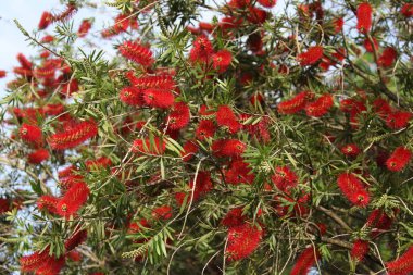 Close view of the callistemon flowers clipart