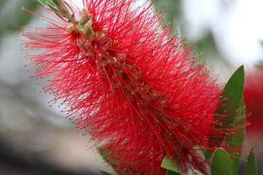 Callistemon çiçek görünümü Kapat