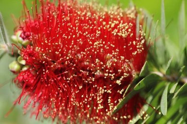 Callistemon çiçek görünümü Kapat