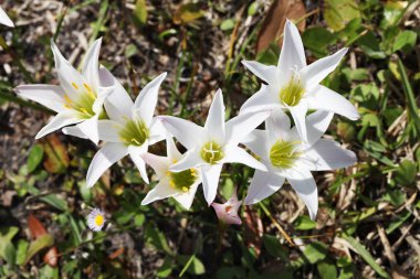 Beyaz lilyum çiçek açan bir sahada