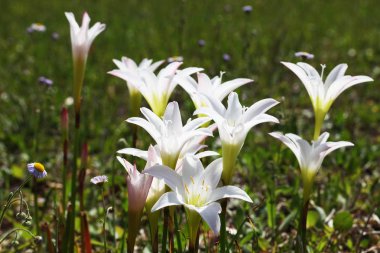 Beyaz lilyum çiçek açan bir sahada