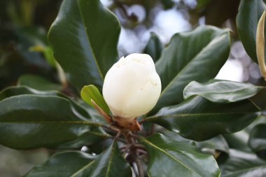 Beyaz Manolya çiçek çiçeklenme