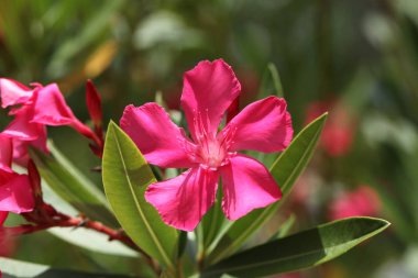 Pembe zakkum çiçek açan, Bush