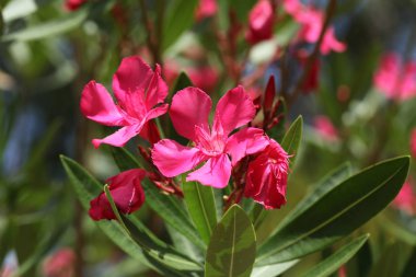 Pembe zakkum çiçek açan, Bush