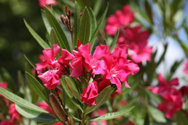 Pembe zakkum çiçek açan, Bush