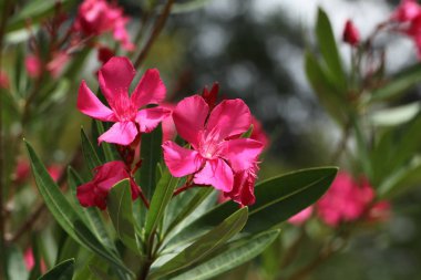 Pembe zakkum çiçek açan, Bush