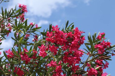Pembe zakkum çiçek açan, Bush