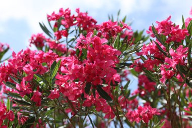 Pembe zakkum çiçek açan, Bush