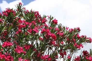 Pembe zakkum çiçek açan, Bush