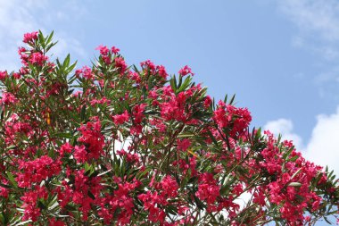 Pembe zakkum çiçek açan, Bush