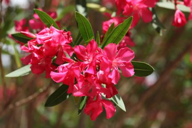 Pembe zakkum çiçek açan, Bush