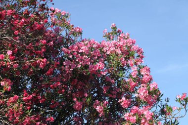 Pembe zakkum çiçek açan, Bush