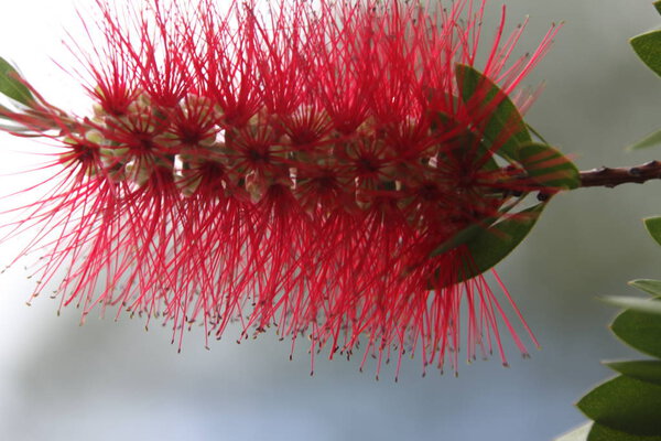 Close view of the callistemon flowers