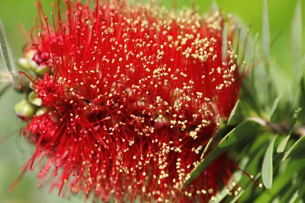 Vista Cercana Las Flores Callistemon — Foto de Stock