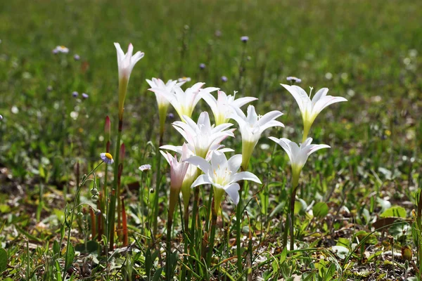 Virágzó Mező Fehér Liliom — Stock Fotó