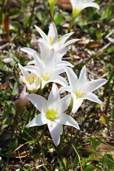 Virágzó Mező Fehér Liliom — Stock Fotó