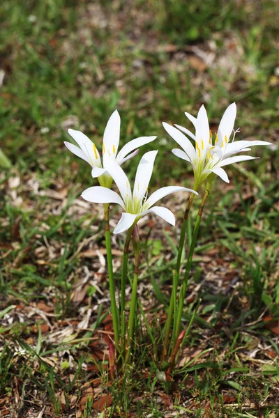 Virágzó Mező Fehér Liliom — Stock Fotó