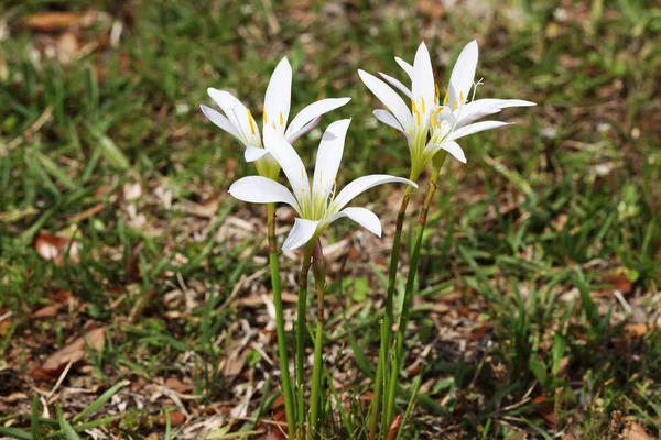 Virágzó Mező Fehér Liliom — Stock Fotó