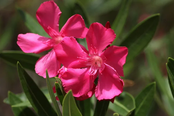 Rózsaszín Oleander Virágzó Bokor — Stock Fotó