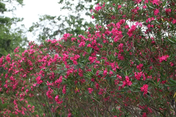 Bush Pink Oleander Blooming — Stock Photo, Image