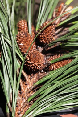 çam ağacı kron vahşi güzelliği