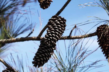 çam ağacı kron vahşi güzelliği