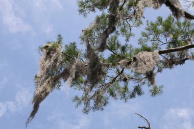 İspanyol yosun kaplı ağaçların taç