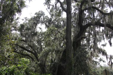 İspanyol yosun kaplı ağaçların taç