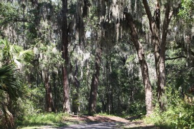 İspanyol yosun kaplı ağaçların taç