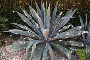 agave bitkisinin görünümü Kapat