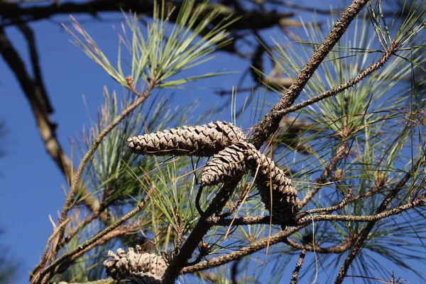 Vadon Élő Szépség Pine Tree Koronák — Stock Fotó