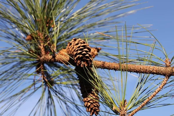 Vadon Élő Szépség Pine Tree Koronák — Stock Fotó