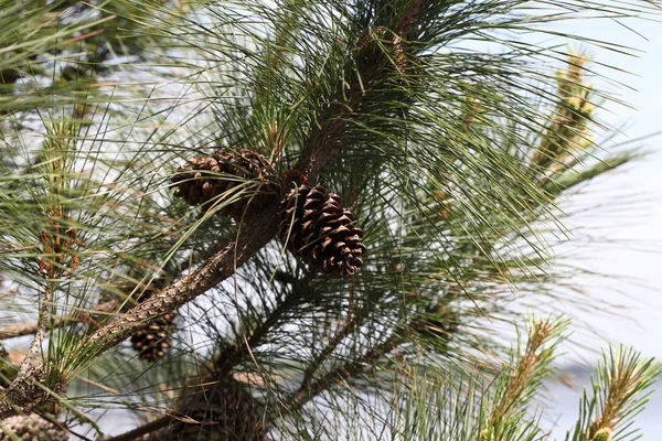 Wilde Schoonheid Van Het Pine Tree Kronen — Stockfoto