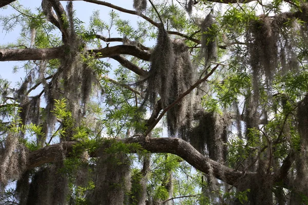 Crown Trees Covered Spanish Moss — Stock Photo, Image