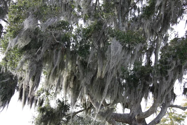 Crown Trees Covered Spanish Moss — Stock Photo, Image