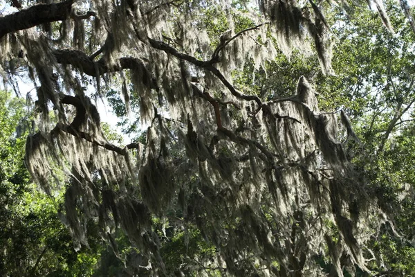 Crown Trees Covered Spanish Moss — Stock Photo, Image