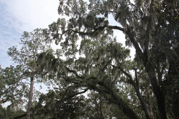 Crown Trees Covered Spanish Moss — Stock Photo, Image