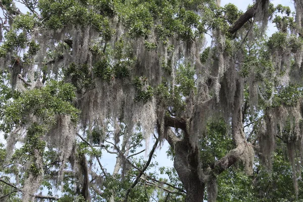 Couronne Des Arbres Recouverts Mousse Espagne — Photo