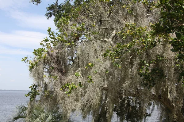 Crown Trees Covered Spanish Moss — Stock Photo, Image