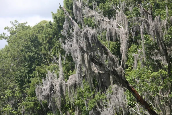 Couronne Des Arbres Recouverts Mousse Espagne — Photo