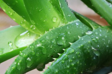 çiçek açan aloe bitkisinin görünümü Kapat