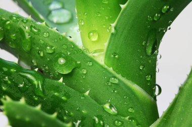 çiçek açan aloe bitkisinin görünümü Kapat