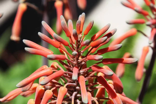 Close View Aloe Plant Blooming — Stok Foto