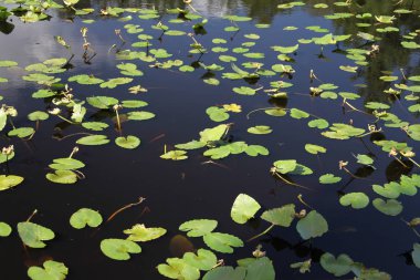 Bir nehrin yüzeyindeki su bitkileri