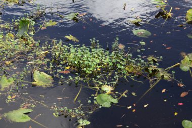 Bir nehrin yüzeyindeki su bitkileri