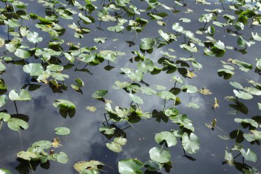 Bir nehrin yüzeyindeki su bitkileri