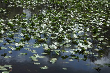 Bir nehrin yüzeyindeki su bitkileri