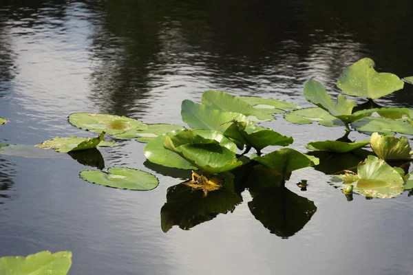 川の表面にある水生植物は — ストック写真