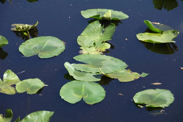 川の表面にある水生植物は — ストック写真