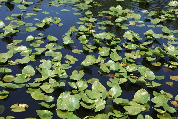 川の表面にある水生植物は — ストック写真